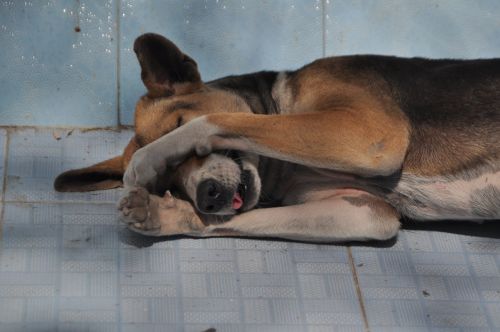 Šuo, Oversleeping, Pavargęs, Mieguistas, Mielas, Laukinės Gamtos Fotografija