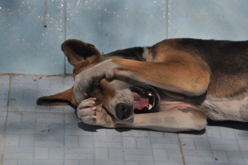 Šuo, Oversleeping, Pavargęs, Mieguistas, Mielas, Laukinės Gamtos Fotografija