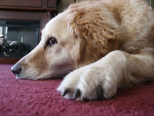 Šuo, Atsipalaiduoti, Naminis Gyvūnėlis, Šunys, Labradoras, Auksaspalvis Retriveris