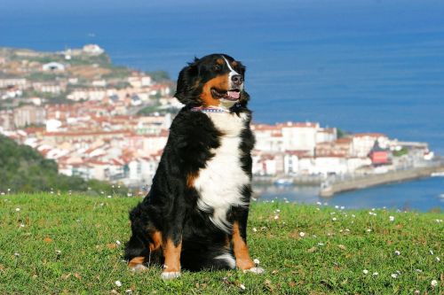 Šuo, Berner Sennen Dog, Ispanija, Vaizdas, Baskų Kraštas, Jūra, Mėlyna Jūra, Kranto, Šventė