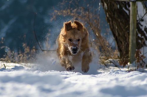 Šuo, Žiema, Sniegas, Gamta, Gyvūnas, Linksma, Žaisti, Paleisti