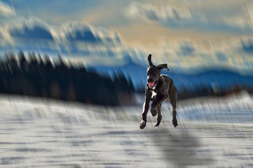 Šuo, Kalnas, Sniegas, Bėgimas, Pinheiro