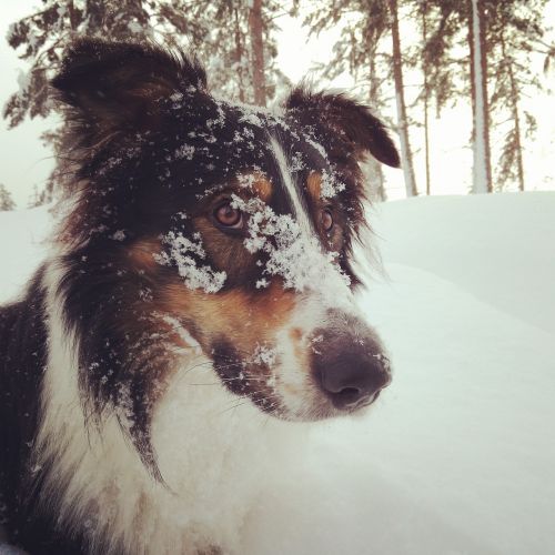 Šuo, Sniegas, Žiema