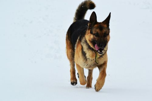 Šuo, Žiema, Sniegas, Paleisti, Vokiečių Aviganis