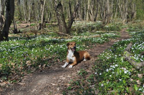 Šuo, Pavasaris, Miškas, Medžio Anemone