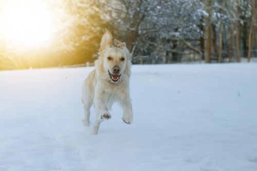 Šuo, Lenktynės, Sniegas, Laimingas, Žaisti, Augintiniai