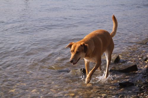 Šuo, Rinas, Vanduo, Laukinės Gamtos Fotografija, Keturiasdešimt, Vasara, Naminis Gyvūnėlis