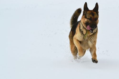 Šuo, Sniegas, Paleisti, Žiema, Vokiečių Aviganis