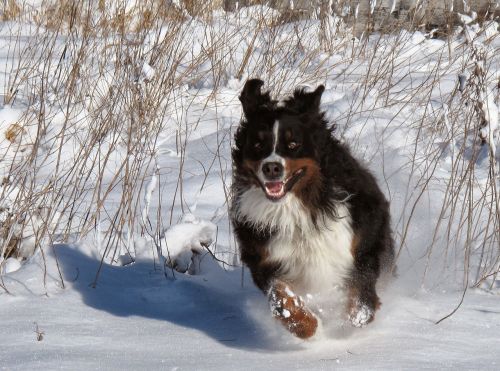 Šuo, Sniegas, Žiema, Augintiniai, Laimingas, Lenktynės, Žaisti, Brangus