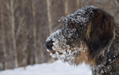 Šuo, Žiema, Tachas Žiemą