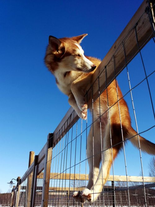 Šuo, Husky, Saulė