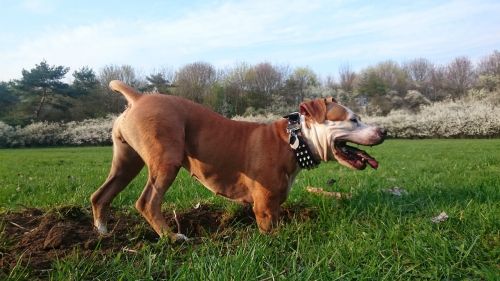 Šuo, Amstaff