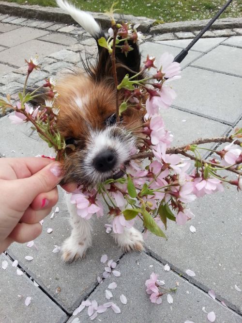 Šuo, Pavasaris, Gėlė