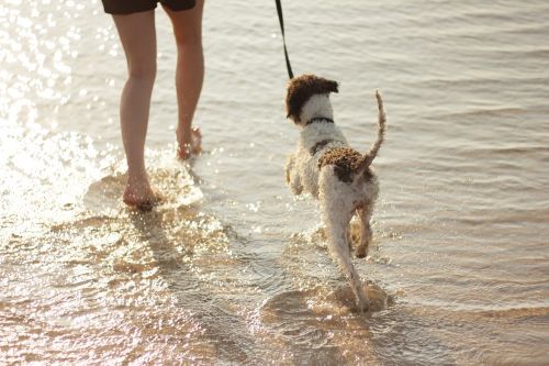 Šuo, Jūra, Kojos, Papludimys, Žaisti, Smėlis, Kranto, Smėlėtas Paplūdimys, Šunys, Mergaitė