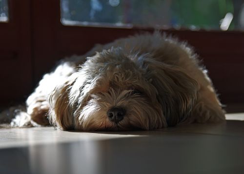 Šuo, Havanese, Nuobodžiaujantis