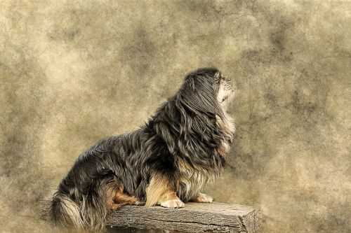 Šuo, Gyvūnas, Tibetiečių Spanielis, Melas, Menas, Vintage, Dekoratyvinis, Gamta, Ornamentas