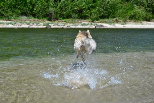 Šuo, Vanduo, Labiausiai Paplūdimio, Naminis Gyvūnėlis, Mišrios Veislės Šuo, Baltijos Jūra