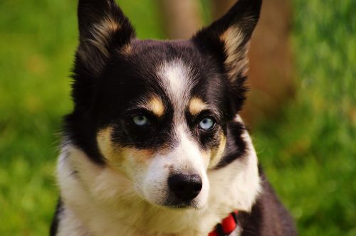 Šuo, Vaizdas, Gerai, Gyvūnas, Naminis Gyvūnėlis, Akys, Galva, Lojalumas, Ištikimas Išvaizda, Hundeportrait, Gyvūninės Fotografijos, Veido Išraiška, Akių Spalva