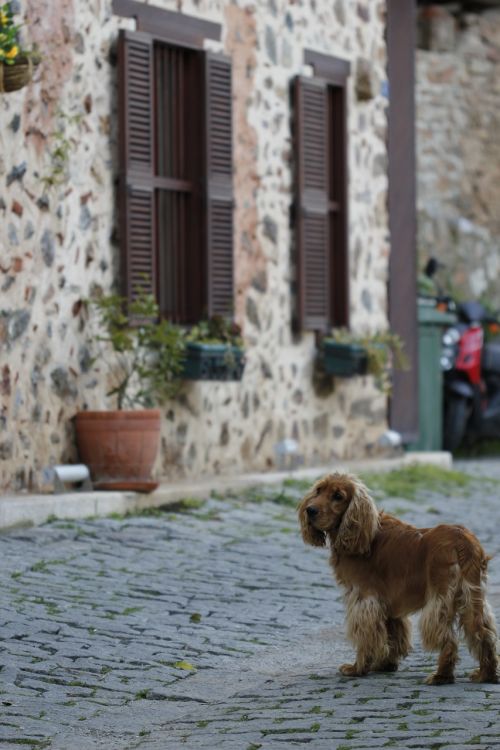 Šuo, Gyvūnas, Turkija