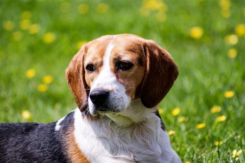 Šuo, Beagle, Naminis Gyvūnėlis, Laukinės Gamtos Fotografija, Gyvūnas, Mielas, Diskeliai