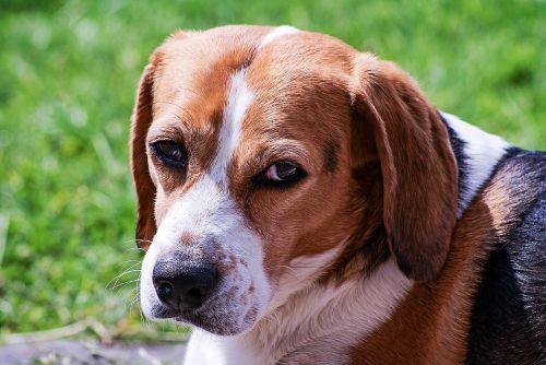 Šuo, Beagle, Portretas, Gyvūnas, Naminis Gyvūnėlis, Galva, Šuo Išvaizdą, Laukinės Gamtos Fotografija, Diskeliai