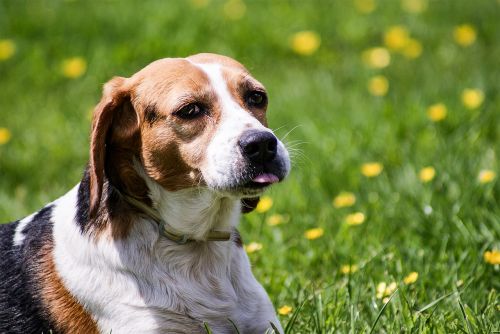Šuo, Beagle, Laukinės Gamtos Fotografija, Portretas, Šuo Išvaizdą