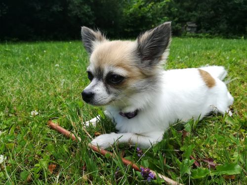 Šuo, Naminis Gyvūnėlis, Chihuahua