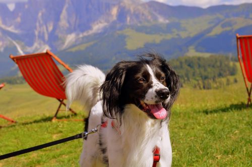 Šuo, Laimingas, Kalnas, Kėdės, Prato, Žalias, Aišku
