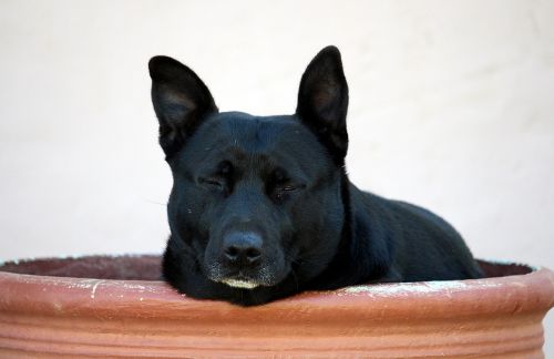 Šuo, Bumentopf, Pitbull, Poilsis, Rūpestis, Slėpti, Atsipalaiduoti, Miegoti, Naminis Gyvūnėlis, Žiūrėti, Galva, Gyvūnų Portretas, Vaizdas, Veidas, Žinduolis, Kailis, Gyvūnų Pasaulis, Uždaryti, Atrodo, Pūkuotas, Įdomu, Dėmesio, Ausys, Nosis, Hibridas, Peržiūra, Laukinės Gamtos Fotografija, Dėmesio Centre