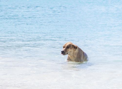 Šuo, Vanduo, Vandenynas