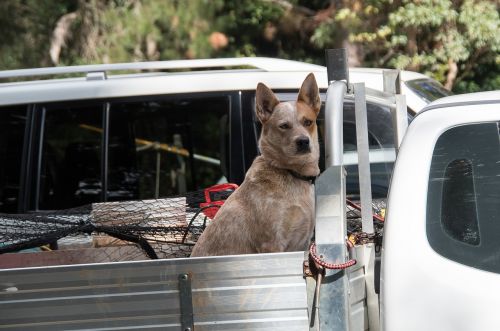 Šuo, Prijaukintas, Naminis Gyvūnėlis, Šunys, Sunkvežimis, Naudingumas, Transporto Priemonė, Laukimas, Australia
