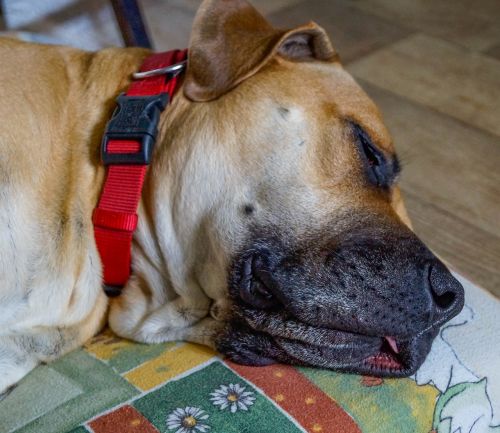 Šuo, Boerboelis, Arabų Ūkininkų Šuo