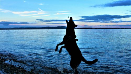 Šuo, Linksma, Žmogaus Draugas, Džiaugsmas, Ežeras, Vanduo, Mėlynas