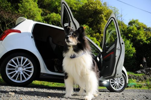 Šuo, Automobilis, Nuostabus