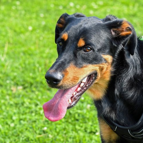 Šuo, Beauceron, Portretas, Žolė