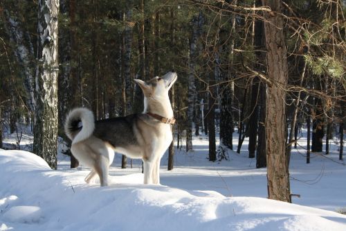 Šuo, Laikas, Medžioklė, Žiema, Atsidavimas