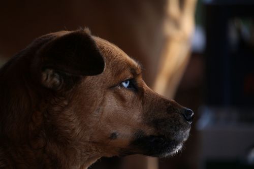 Šuo, Hibridas, Akys, Naminis Gyvūnėlis, Būsimoji, Snukis, Husky Mongrel, Veidas, Ruda, Mėlynas, Akis, Vaizdas, Portretas, Galva, Gyvūnas