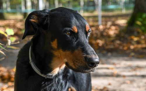 Šuo, Beauceron, Gyvūnas, Portretas