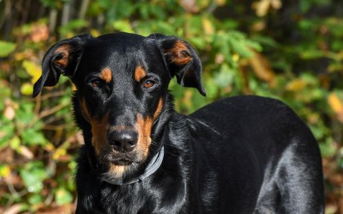 Šuo, Beauceron, Gyvūnas, Žalias