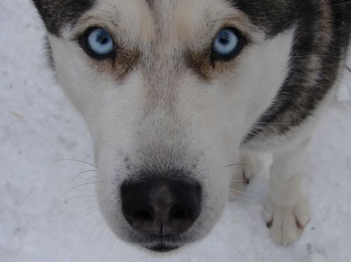 Šuo, Gyvūnas, Mėlynos Akys