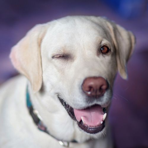 Šuo, Labradoras, Linksmas, Minkšta, Vaizdas, Iš Arti