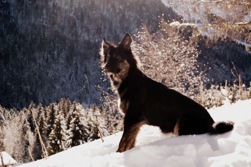 Šuo, Juodas Šuo, Sniegas, Kalnas