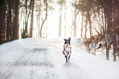 Šuo, Borderkolie, Žiema, Gamta, Snieguotas, Medžiai