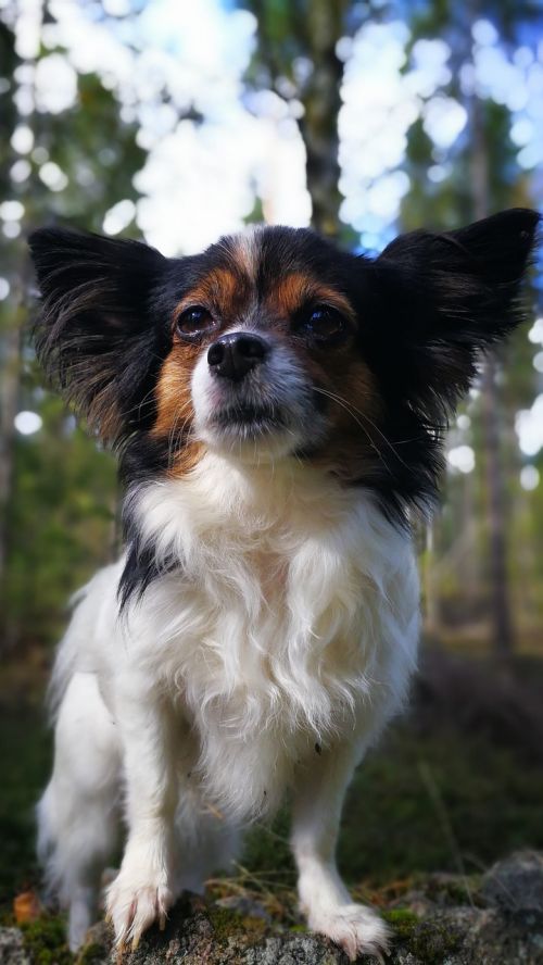 Šuo, Chihuahua, Profilis
