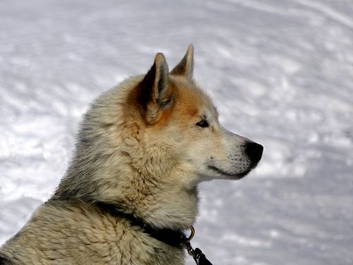 Šuo, Husky, Sniegas, Kalnas, Šunys, Žinduolis