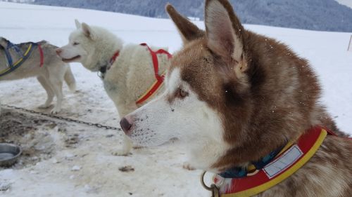 Šuo,  Husky,  Sledas Šuo,  Žiema,  Be Honoraro Mokesčio