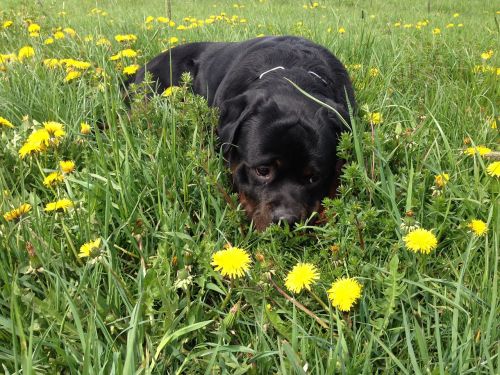 Šuo, Pieva, Rottweiler