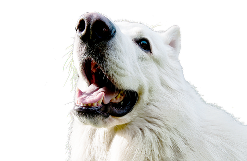 Šuo,  Gyvūnas,  Lenktynės,  Žinduolis,  Pet Photography,  Baltas