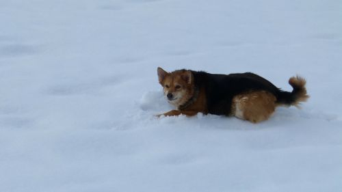 Šuo, Sniegas, Linksma, Žiema, Gamta