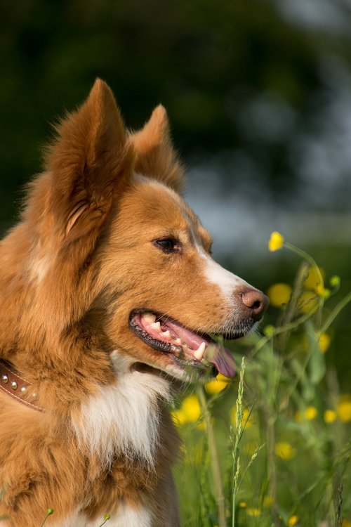 Šuo,  Portretas,  Meadow,  Gėlės